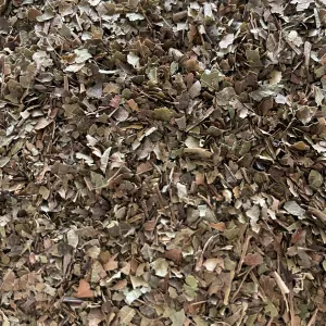 Black Walnut Leaf