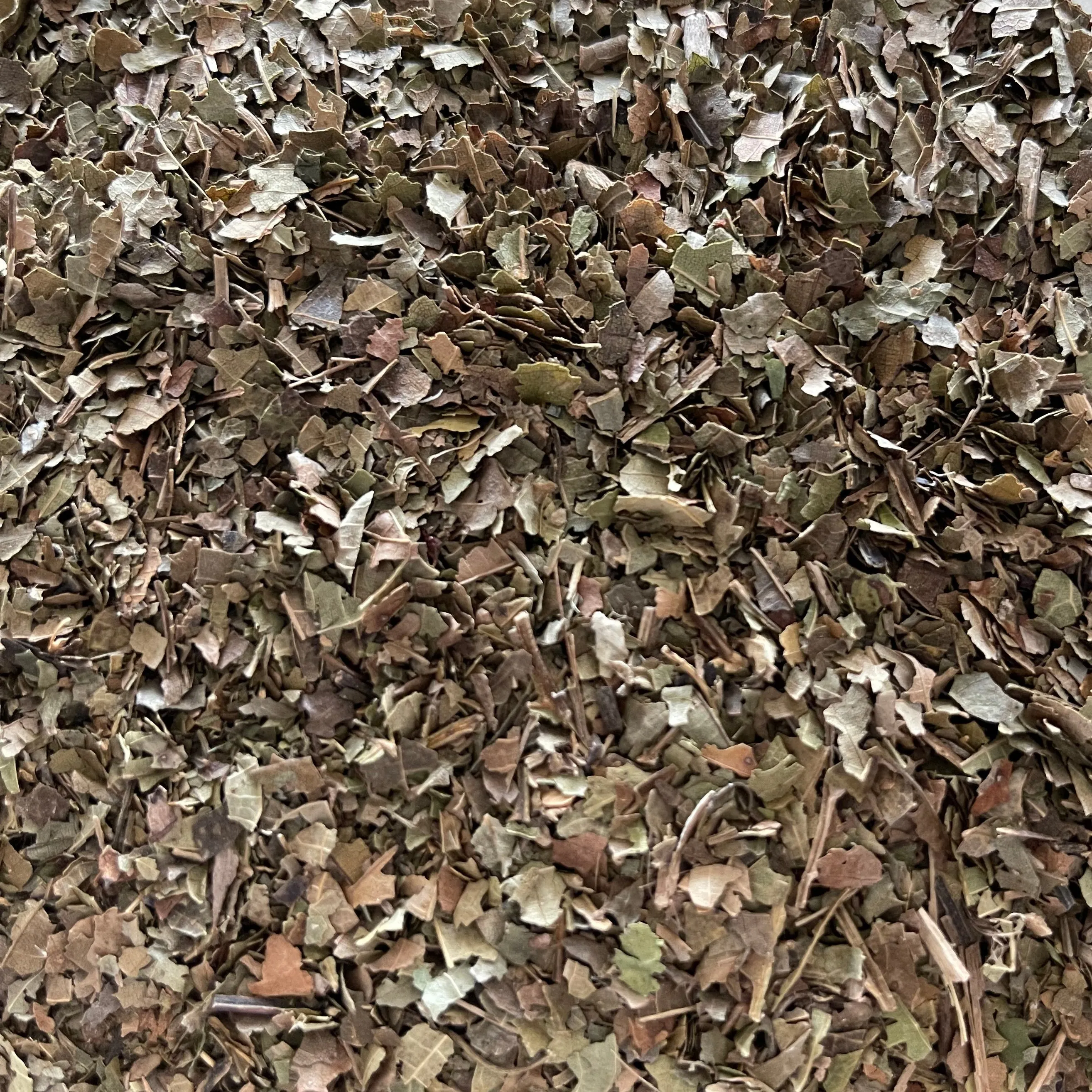 Black Walnut Leaf