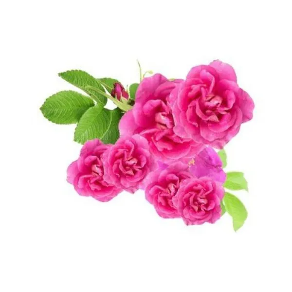 Rose Otto ( Rosa damascena ) Pure Essential Oil Organic