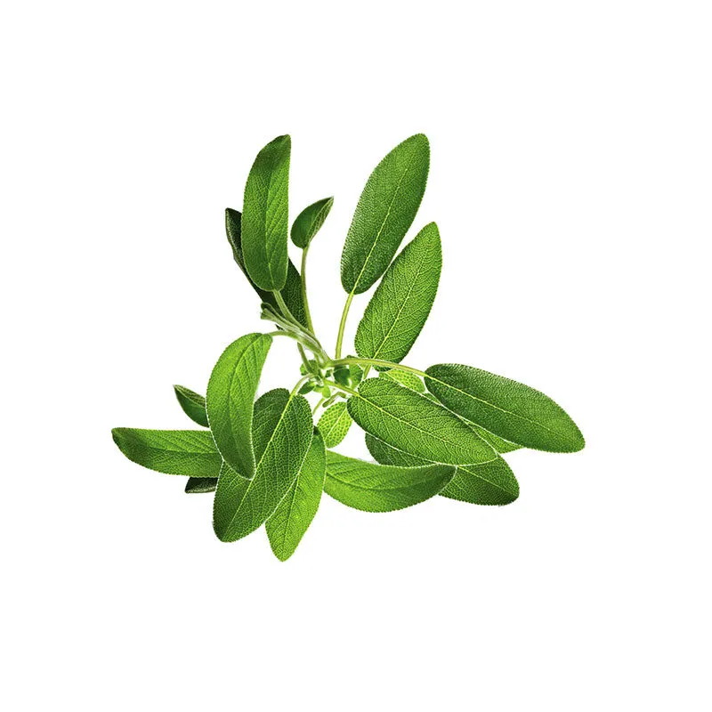 Sage Natural Essential Oil (Salvia officinalis)