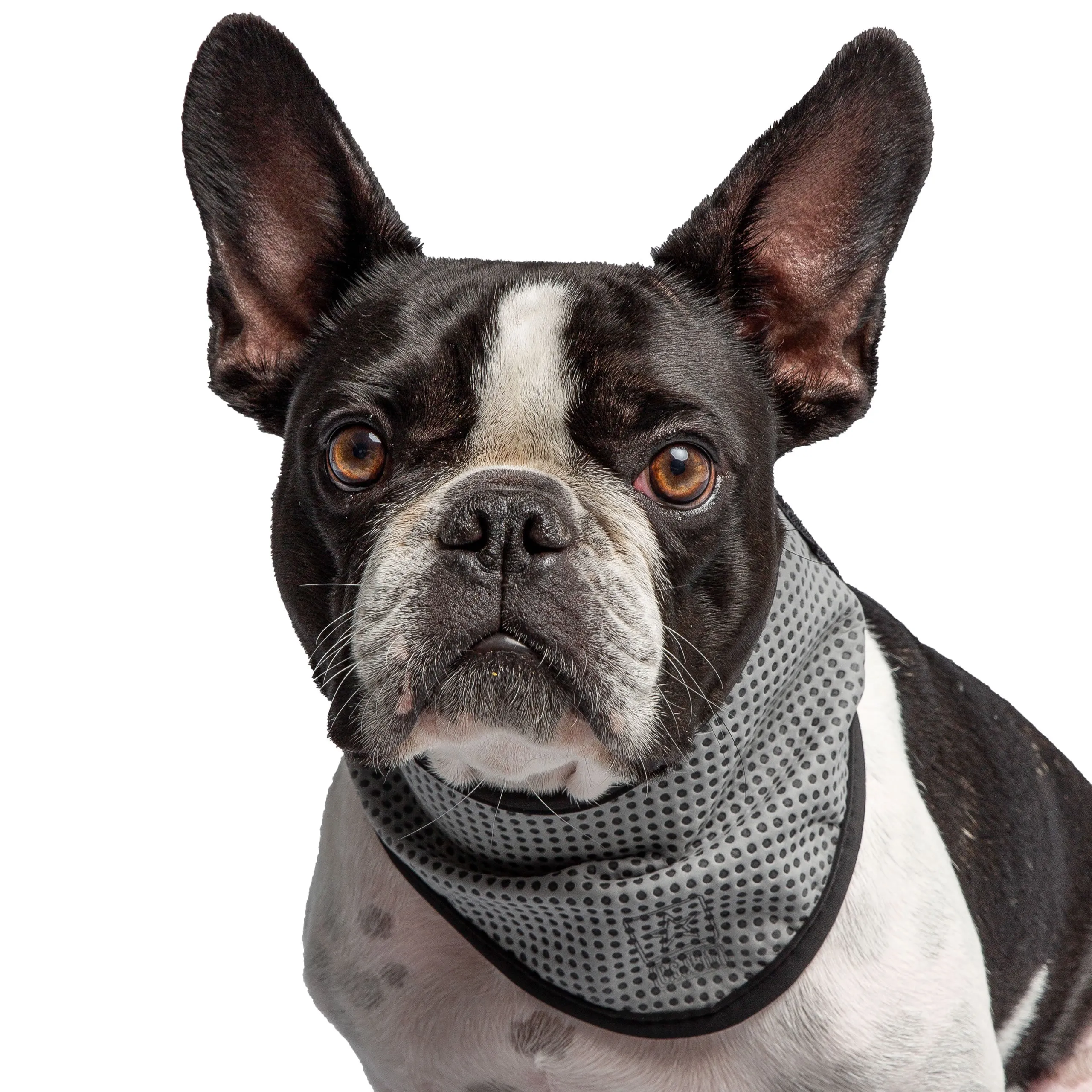 U.S. Army Dog Cooling Bandana - Grey